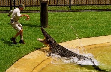 Croc feeding - Australia Zoo