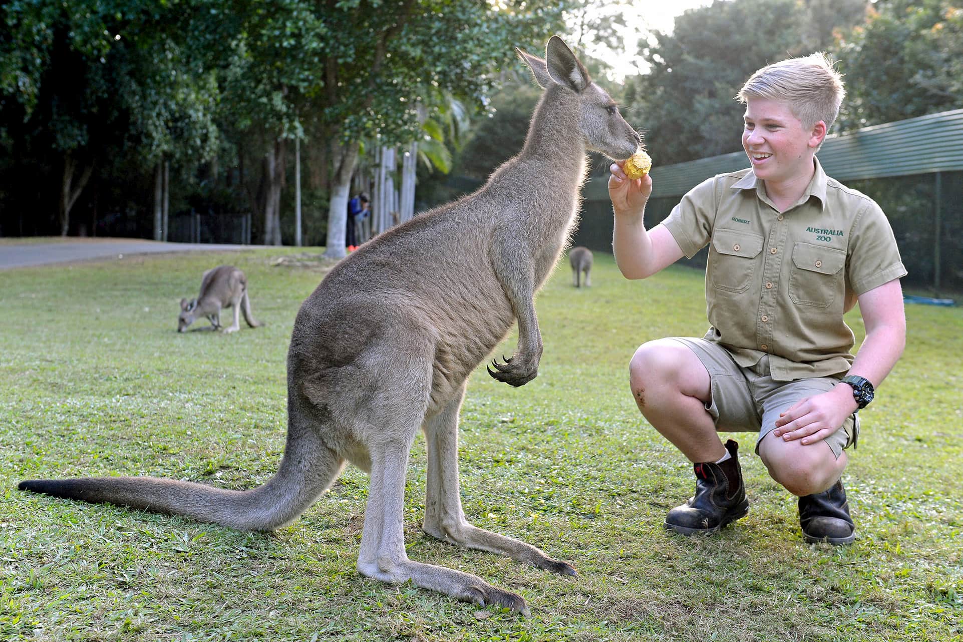 australia zoo private tour feeding kangaroos